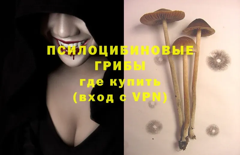 цены наркотик  Красавино  Псилоцибиновые грибы Magic Shrooms 